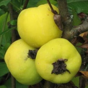 Айва яблоковидная Враниска Дания