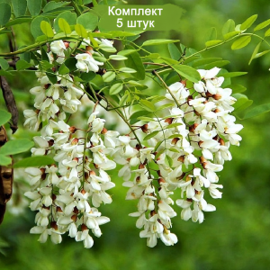 Саженцы акации Белой -  комплект 5 шт.