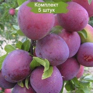 Саженцы Алычи Обильная (Средняя/Красная) -  комплект 5 шт.