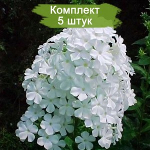 Саженцы флокса Вайт Адмирал ( White Admiral ) -  комплект 5 шт.