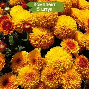 Саженцы желтой хризантемы мультифлоры Эрис (Eris) - комплект 5 шт.