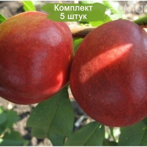 Саженцы нектарина Сан Глоу -  комплект 5 шт.