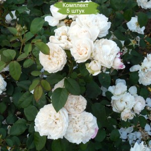 Саженцы штамбовой розы Франсин Остин (Francine Austin) -  комплект 5 шт.