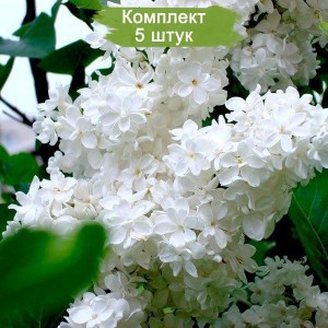 Саженцы белой сирени  Жанна ДАрк (Jeanne dArc) -  комплект 5 шт.