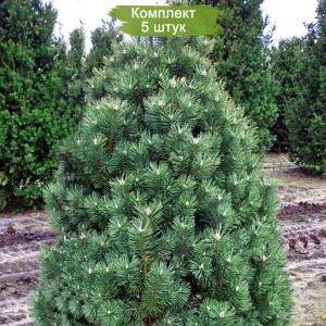 Саженцы сосны Горной от 150 см -  комплект 5 шт.