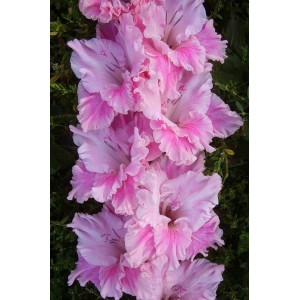 Луковица гладиолуса Ружова Фантазия