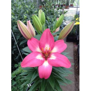 Луковица лилии Розалинн (Rozalynn ) Азиатский гибрид