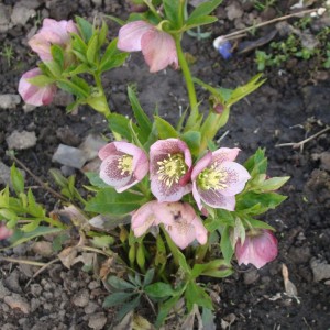 Саженец морозника Дабл Эллен Пинк (Double Ellen Pink)