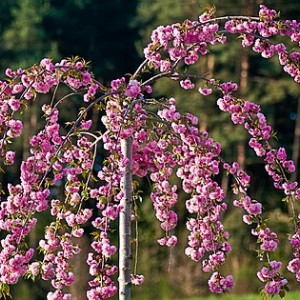 Саженец штамбовой сакуры (вишни декоративной) на штамбе Ошидори