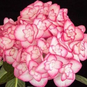 Саженец гортензии крупнолистной Мисс Саори (Miss Saori)