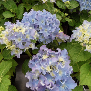 Саженец гортензии крупнолистной Спайк (Spike)