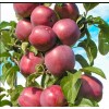 Яблоня Виктория (колоновидная)