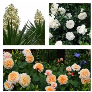 Комплект саженцев Розалия (юкка Алоэлистная, роза кустовая Альба Мейяндекор, роза кустовая Карамелла)