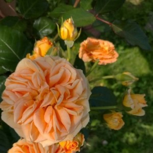 Саженец чайно-гибридной розы Таймлесс (Timeless)