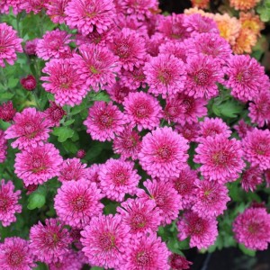 Саженец хризантемы мультифлора Домино Роуз (Сиреневая )