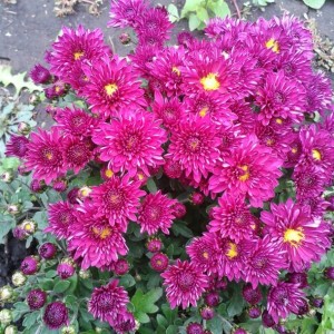 Саженец хризантемы мультифлора Сея Пурпур (Сиреневая )