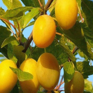 Саженец средней желтой сливы Золотая капля 