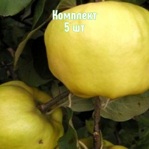 Комплект 5шт / Айва яблоковидная Сказочная