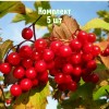 Комплект 5шт / Калина Красная Гроздь